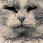 Perfil do usuario shaylee_erdman_828
