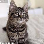 Foto do perfil de bessie_green_839