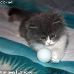Foto do perfil de kacey_koss_991