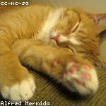 Foto do perfil de desiree_pereira_976